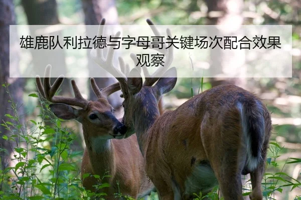 雄鹿队利拉德与字母哥关键场次配合效果观察
